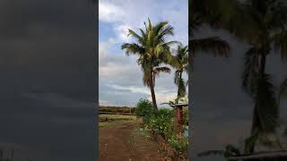 कोकणातील एक सकाळ 🌄 | Morning from kokan | kokan | shorts | #shorts | youtubeshorts |