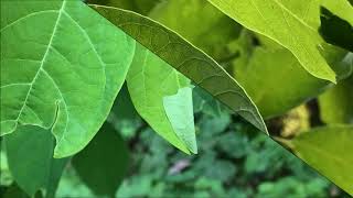 Spicebush, one of the easiest Native Shrubs for the landscape.