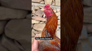 High Quality Rooster | Best Breed🐓#shorts #rooster #birds #chicken