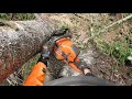 Felling  rotten birch trees in summer heat 1/2 .Husqvarna 550xp mk2