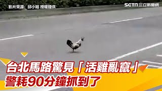 台北馬路驚見「活雞亂竄」警出動漁網、垃圾袋　耗時90分鐘抓到了｜三立新聞網 SETN.com