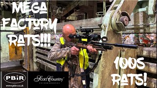 Mega factory rats! Some of the biggest we have seen!!