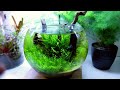 The Ecosystem Bowl AMAZING NO WATER CHANGE & No Filter Aquarium (Aquascape Tutorial)