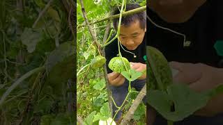 What is the survival rate of two grafted gourds?