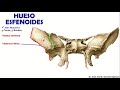 🥇 sphenoid bone anatomy. easy fast and simple