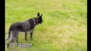 This is one Smart dog, maybe even the smartest dog in the world