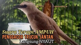 Trucuk BETINA memanggil Jantan Suara PIKAT AMPUH, pancingan trucukan gacor agar BUNYI EMOSI