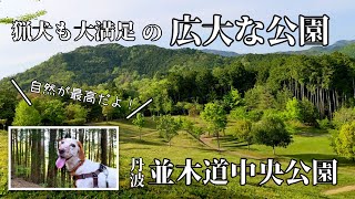 60.春の【並木道中央公園】丹波市 広大な芝生広場に猟犬も大満足 軽登山道や遊歩道で自然をたっぷり満喫できる美しい公園 (真夏✕) 二回目