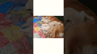 #골든리트리버 생후 19일 꼬물이들의 쭈쭈 전쟁   #Golden retriever suckling war at 19 days old