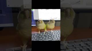 パーティパロットとはうちのインコのことだったのか・・　#shorts