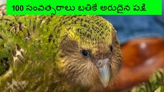 వంద సంవత్సరాలు బతికే అరుదైన పక్షి || Kakapo: The Bird That Doesn't Know How To Fly