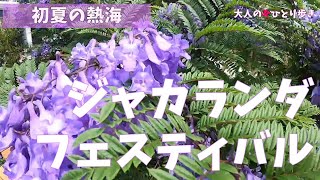 静岡：熱海ジャカランダフェスティバル-Fantastic Jacaranda Festival