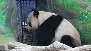 20220830 團團圓寶網格望 父女相會成絕響(永懷團團之4) Giant Panda Tuan Tuan \u0026 Yuan Bao