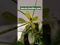 Umbrella☂️ (Schefflera) plant caring tips 🪴