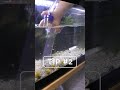 Two tips to clean your aquarium like a PRO!