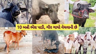 10 ઓરીજનલ બન્ની ભેંસ પાડી, ઓરીજનલ ગીર, ઓરીજનલ મહેસાણી ભેંસ, જોરદાર સસ્તી ભેંસો વેચવાની છે ગુજરાતમાં