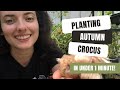 How To Plant Autumn Crocus In Your Garden