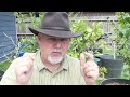 Growing TOMATOES! Everything You Need To Know  Black Gumbo