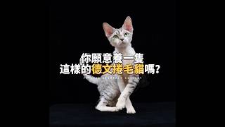 🐈有一種貓是無數養貓人的夢中情貓🤭