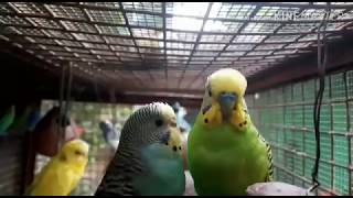 Budgies Birdsനെ വാങ്ങിക്കുബൊൾ  ശ്രദ്ധിക്കെണ്ട കാര്യങ്ങൾ