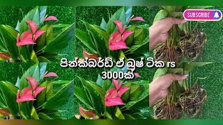 sold1316= පින්ක් බර්ඩ් බුශ් 3ම  rs 3000ක් 0764090776