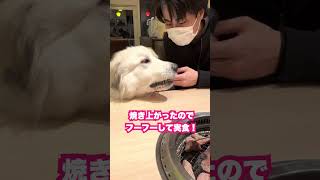 犬なのに猫舌なのがバレてしまった超大型犬　#shorts