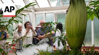 Thousands in Australia line up for a whiff of the corpse flower