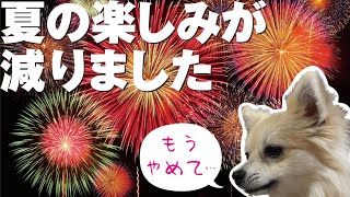 花火が怖すぎて震えが止まらない犬がこちらです