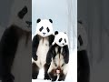 cute😍pandas dancing together 🎶 short viralshorts trending