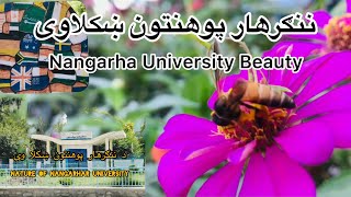 #Nangarha #University #Beauty😋 4K ننګرهار پوهنتون ښکلاوی🙀