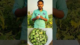 వంకాయ సాగులో #కాయ_తోలుచు పురుగు నివారణ / #shorts_videos #fruit_borer_control_in_brinjal_cultivation