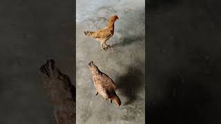 ആമി കുട്ടിയും 🐓🐤 കുട്ടിയും #tamil #music #song #funny #tamilsong #comedy #kids #vlogs #love