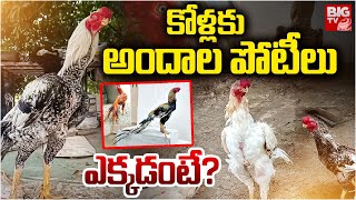 కోళ్లకు అందాల పోటీలు ఎక్కడంటే? | Parrot Nosed Cocks Preparing for Beauty Pageantsi n Prakasam |BIGTV