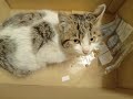 吹雪の中凍えそうな仔猫を保護 =‘ｘ‘=