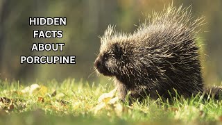 Hidden facts about Porcupine