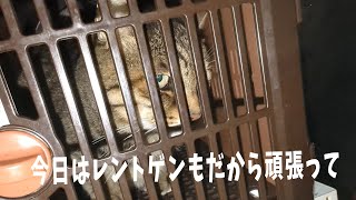 クロ　通院とレントゲン撮影　20250107　【４猫暮らし1082s】