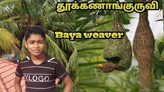 தூக்கணாங்குருவி ( baya weaver,Ploceus phillippinus) பற்றிய சில தகவல்கள்....💫