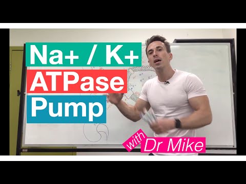 What would happen to a cell if the Na K pump suddenly stop working?