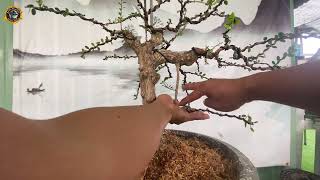 sửa kiểng bonsai | sửa kiểng dáng liễu rũ ( mưa nguồn ) cơ bản khi sửa cây bonsai