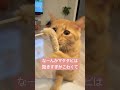 ダイソー猫グッズで遊んでみたよ　 めみりーにゃんこ 猫のいる暮らし cat ダイソー 猫のおもちゃ