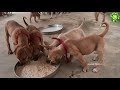 dog adoption in tirupur for free indian pariah dog thangam memorial trust puppies