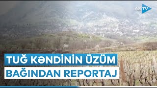 Xocavənddə üzüm bağlarında budama işləri aparılır - Tuğ üzümlüyündən REPORTAJ