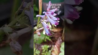 盆栽1000种植物｜100 紫菫 #plants #flowers #gardening