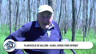 IDEEA DE SUCCES A UNUI FOST INGINER. PLANTATIILE DE SALCAM – AURUL VERDE FARA SFARSIT