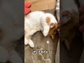 耳が痒いねこ【短足マンチカン】