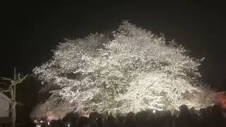 NAKED さくらまつり2024 桜の通り抜け　NAKED Cherry blossom festival in nijo castle 2024 #kyoto #二条城　#世界遺産