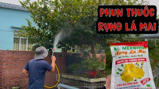 12/12/2024 âm lịch- Phun thuốc rụng lá mai vàng