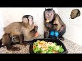 Capuchin Monkeys Share Tasty Green Salad!