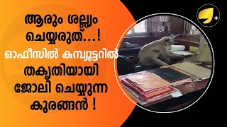 ആരും ശല്ല്യം ചെയ്യരുത്...! ഓഫീസിൽ കമ്പ്യൂട്ടറിൽ തകൃതിയായി ജോലി ചെയ്യുന്ന കുരങ്ങൻ ! |VIRAL VIDEO|