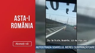 Asta-i Romania - In timp ce porcii se intrec pe autostrada, autoritatile ridica din umeri?